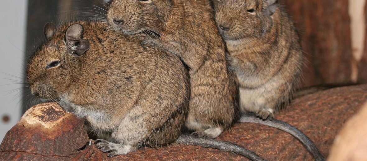 degu