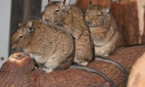 degu
