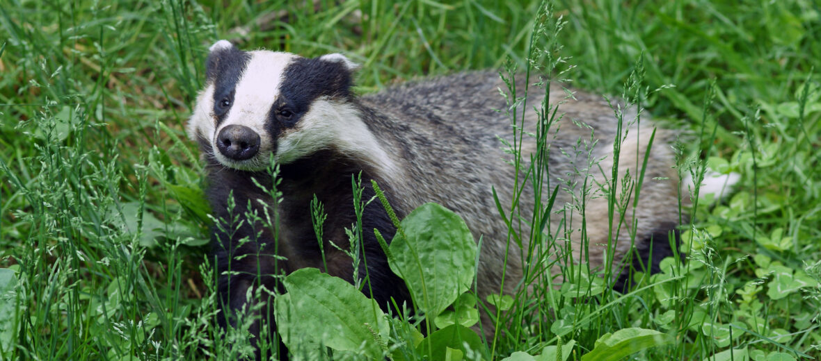 European badger