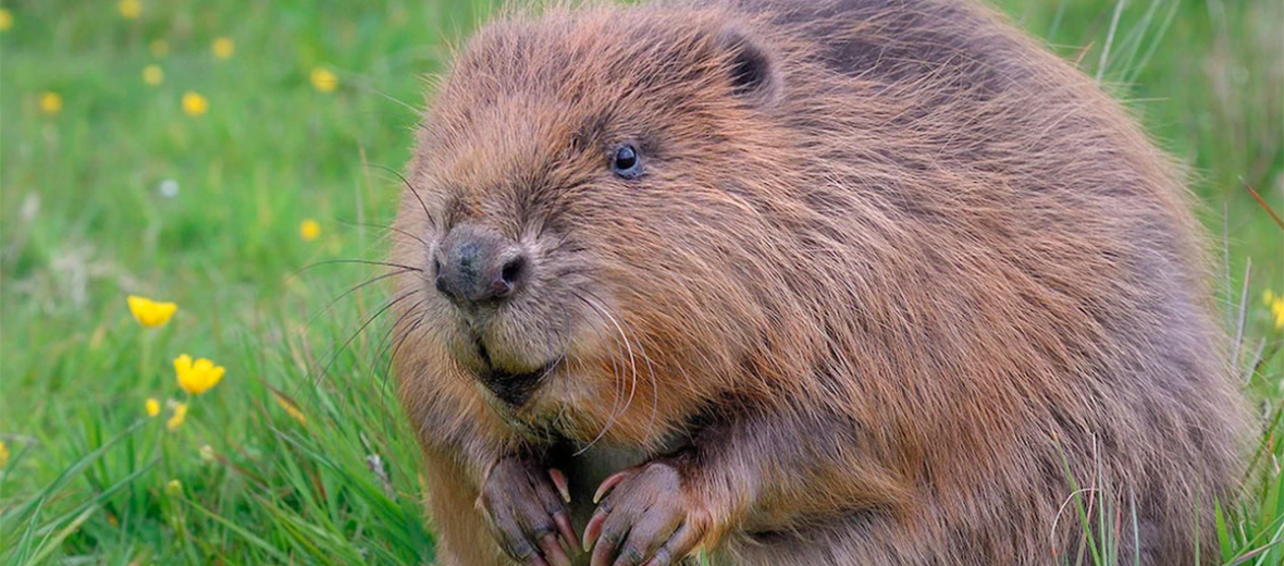 Eurasian beaver