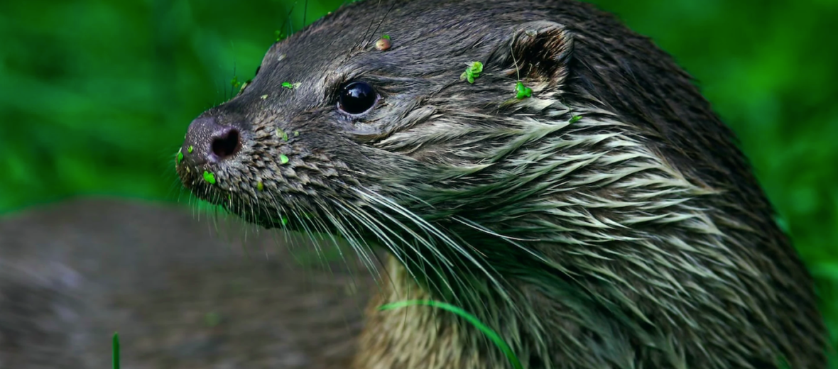 Eurasian otter