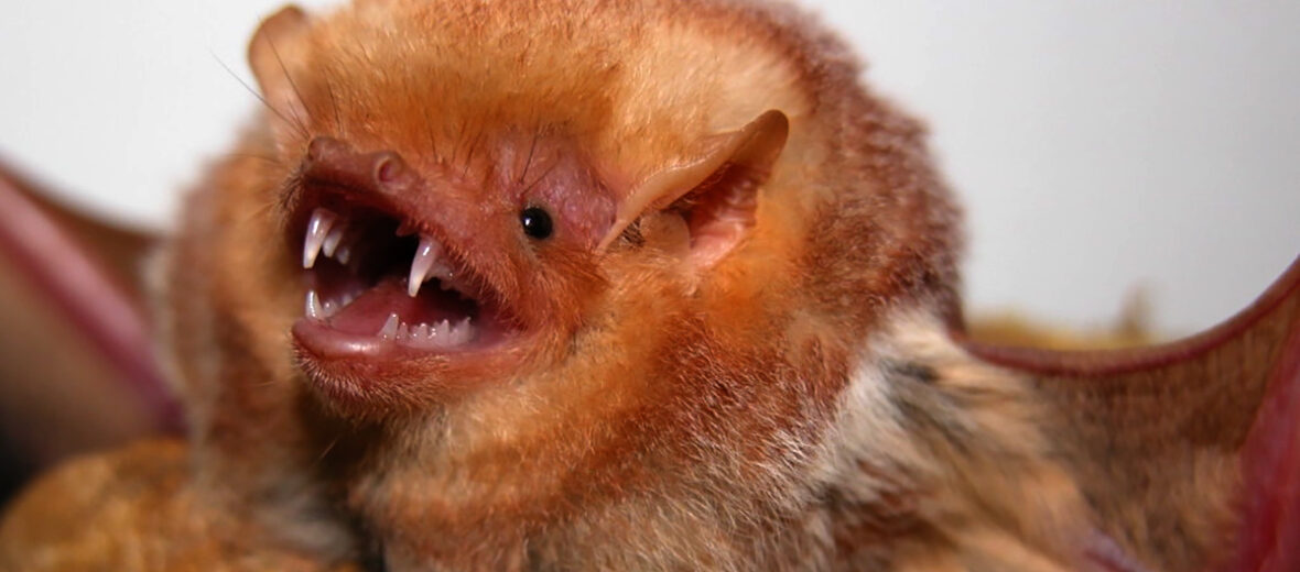 The Eastern Red Bat | Critter Science