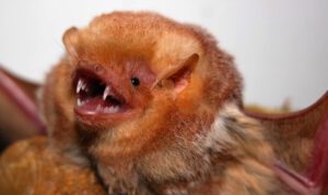 eastern red bat