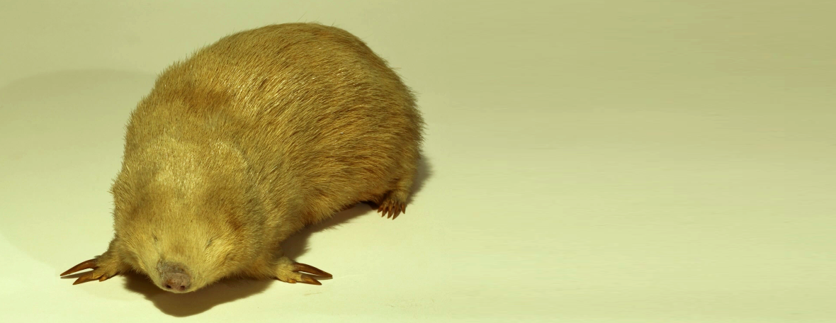 The Giant Golden Mole | Critter Science