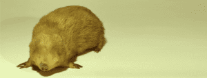 giant golden mole