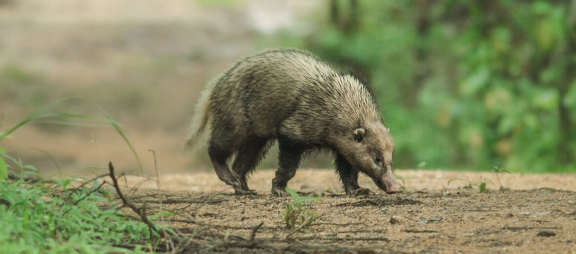 greater hog badger