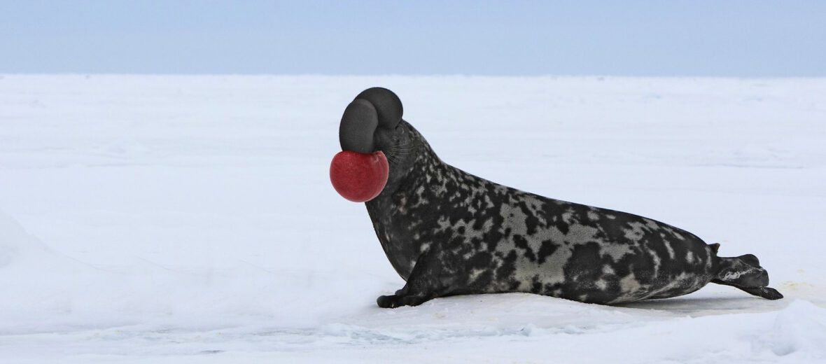 hooded seal