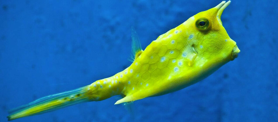 longhorn cowfish