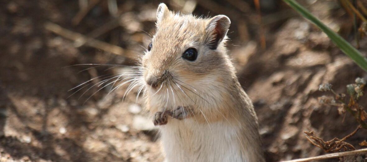 Mongolian gerbil