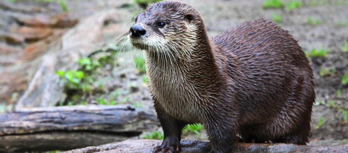 neotropical otter