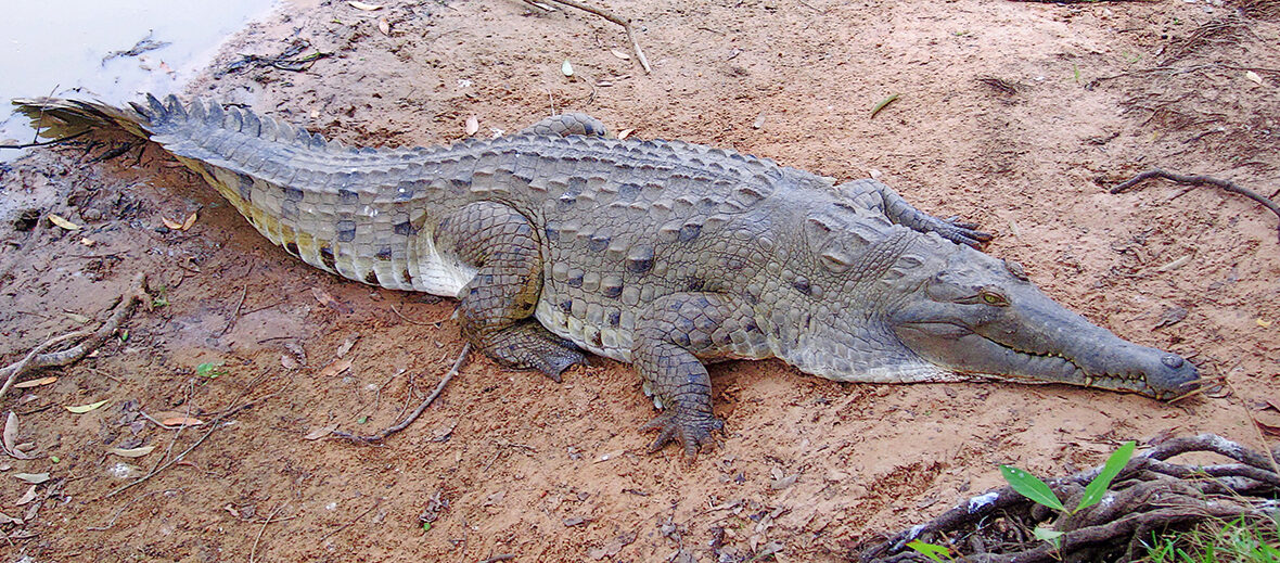 Orinoco crocodile