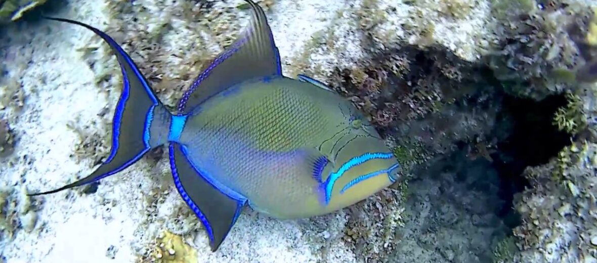 queen triggerfish