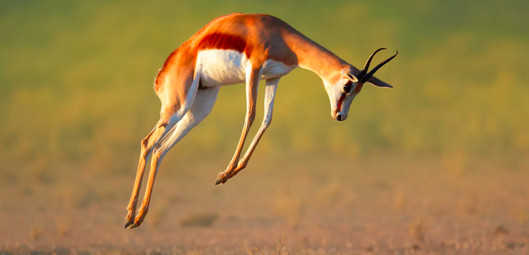 thomsons gazelle vs springbok