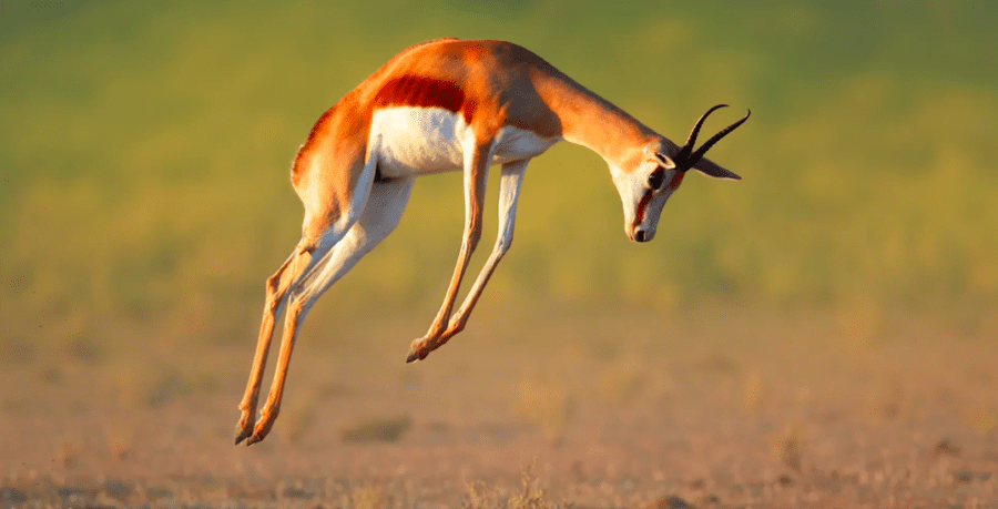 Fastest Land Animal in the World, List of Top 10_80.1