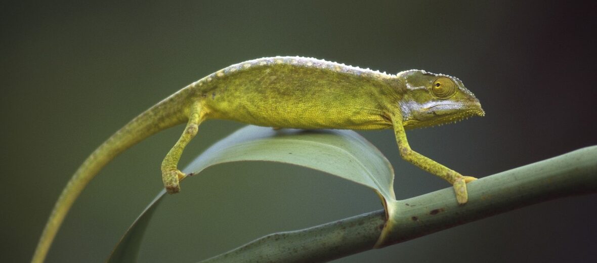 The Tiger Chameleon | Critter Science