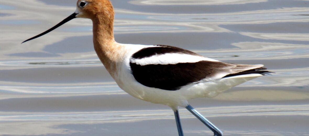 American avocet