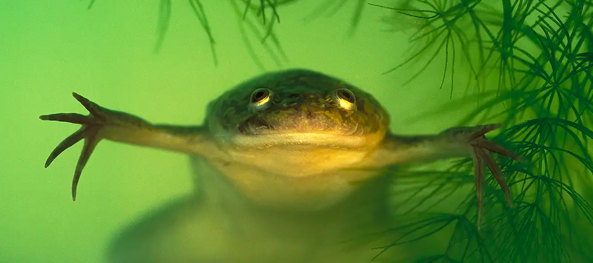 African clawed frog