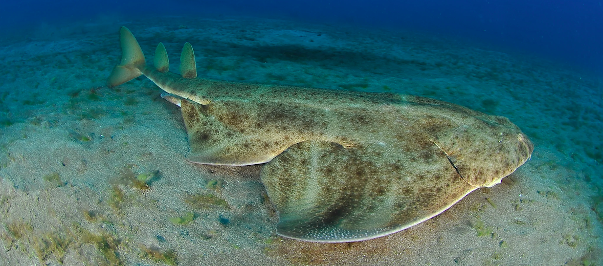 angel shark