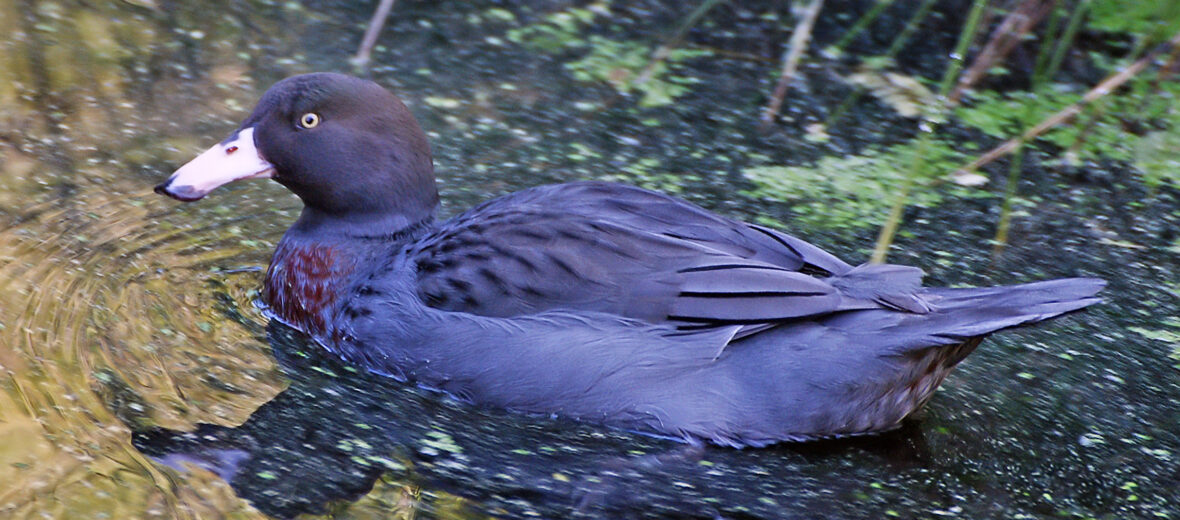 The Blue Duck | Critter Science