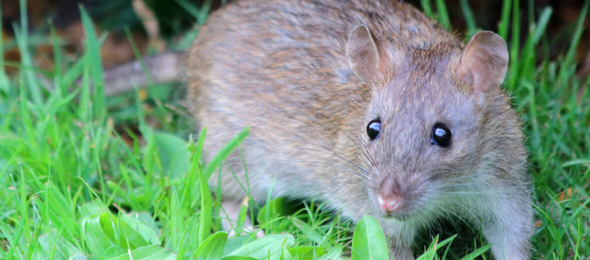 brown rat