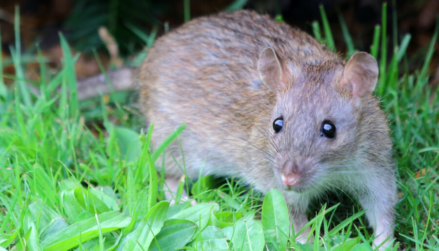 The Brown Rat | Critter Science