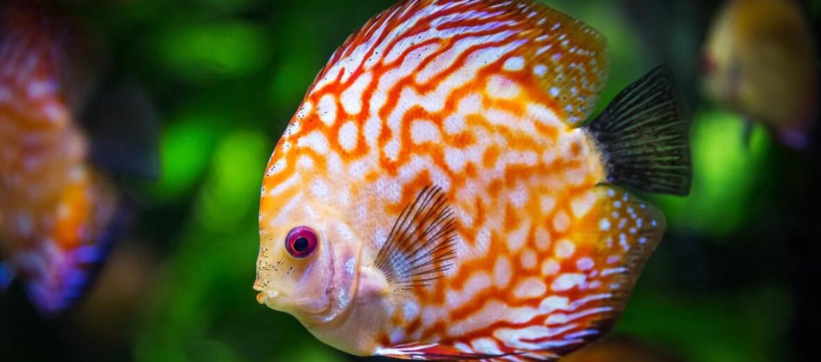 discus