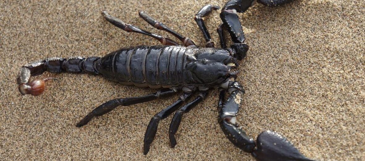 emperor scorpion