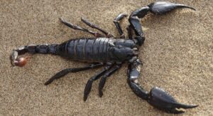 emperor scorpion
