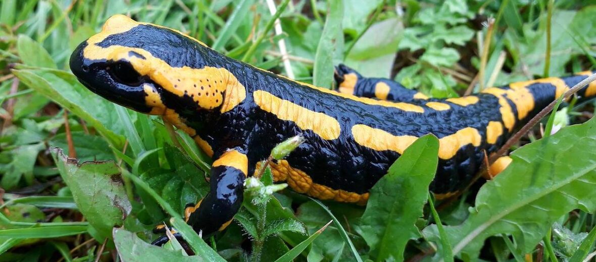 fire salamander