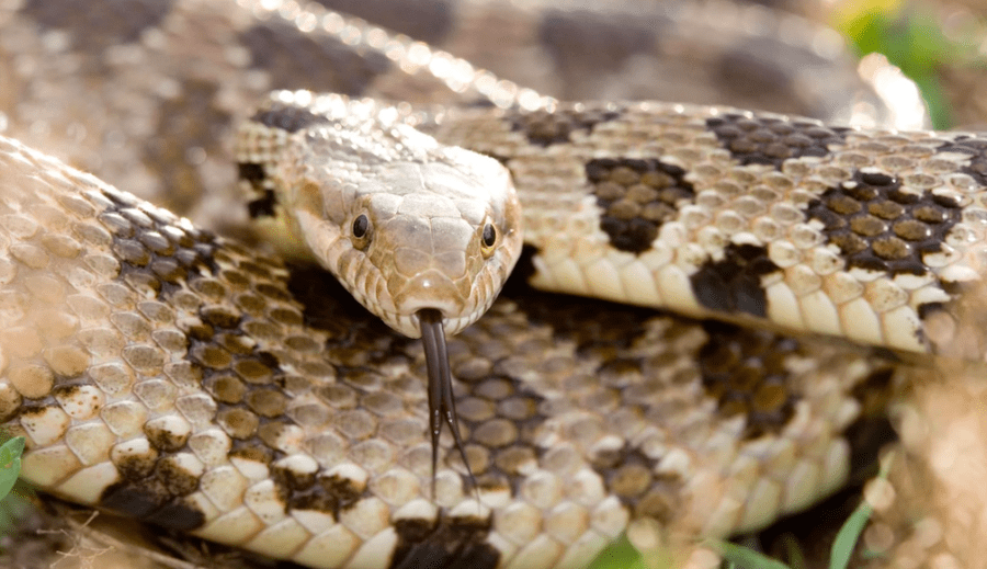 The Fox Snake Critter Science