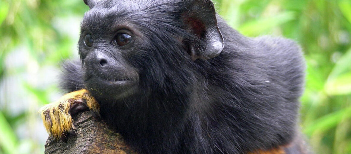 golden-handed tamarin