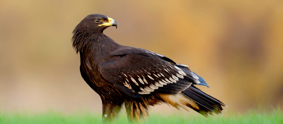 greater spotted eagle