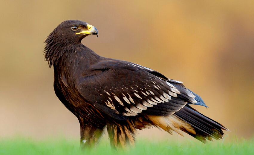 greater spotted eagle