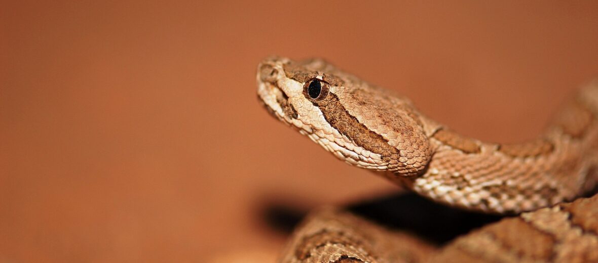 midget faded rattlesnake