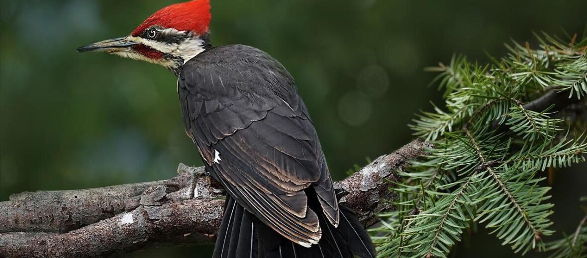 pileated woodpecker