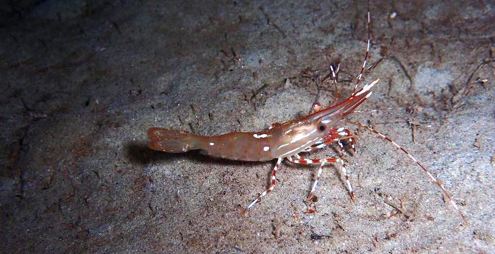 spot prawn