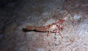 spot prawn