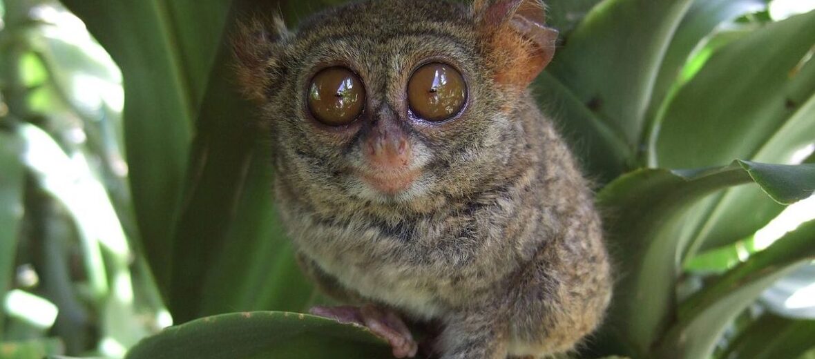 spectral tarsier