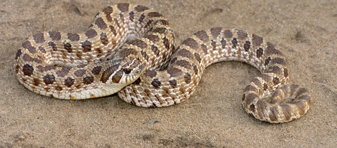 Hognose snake playing dead! Did you know not only will these