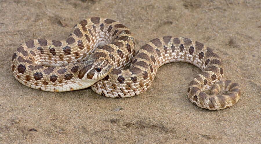 The Western Hognose | Critter Science