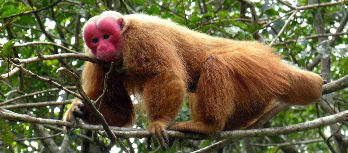 bald uakari