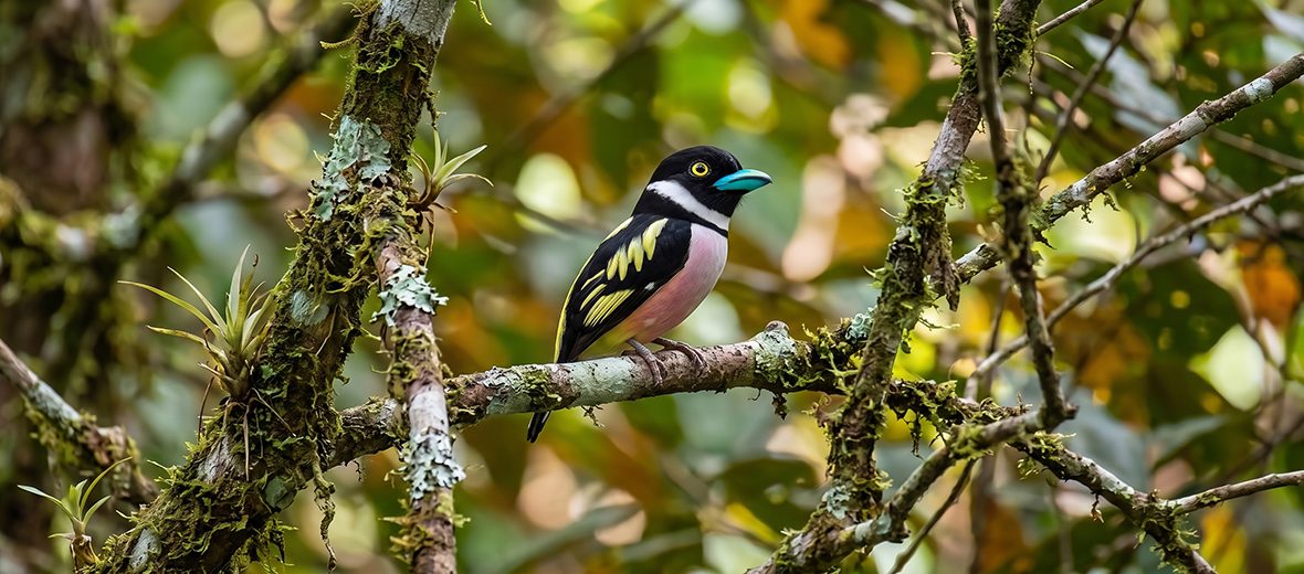 black and yellow broadbill