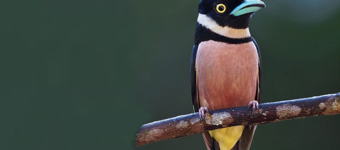 black and yellow broadbill