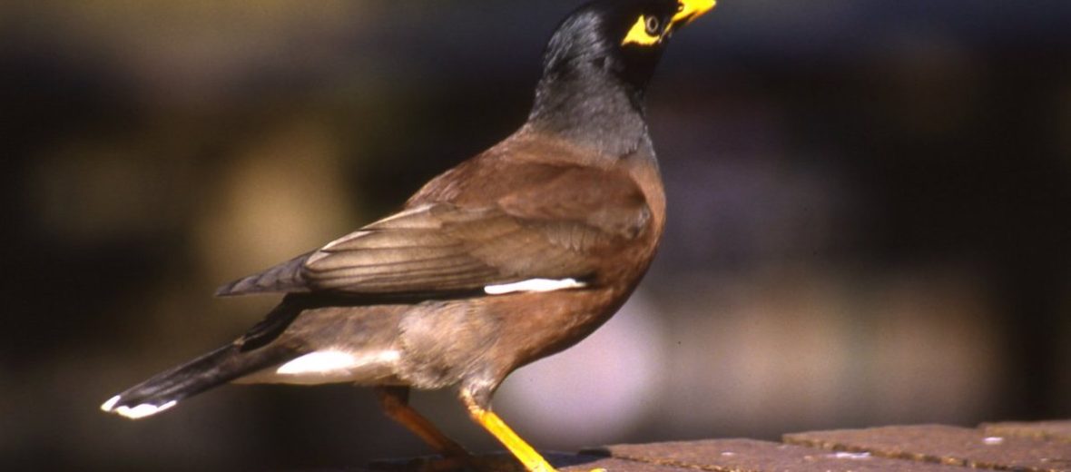 common myna bird