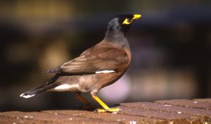 common myna bird
