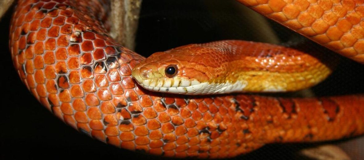 corn snake