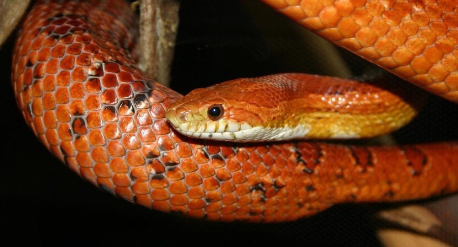 The Corn Snake | Critter Science