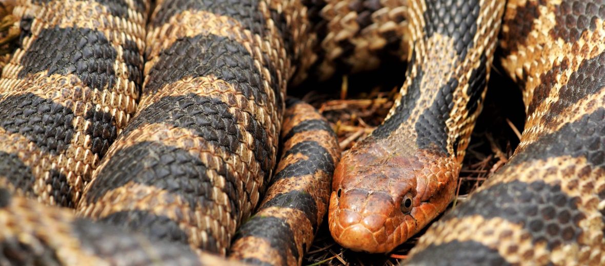 eastern fox snake