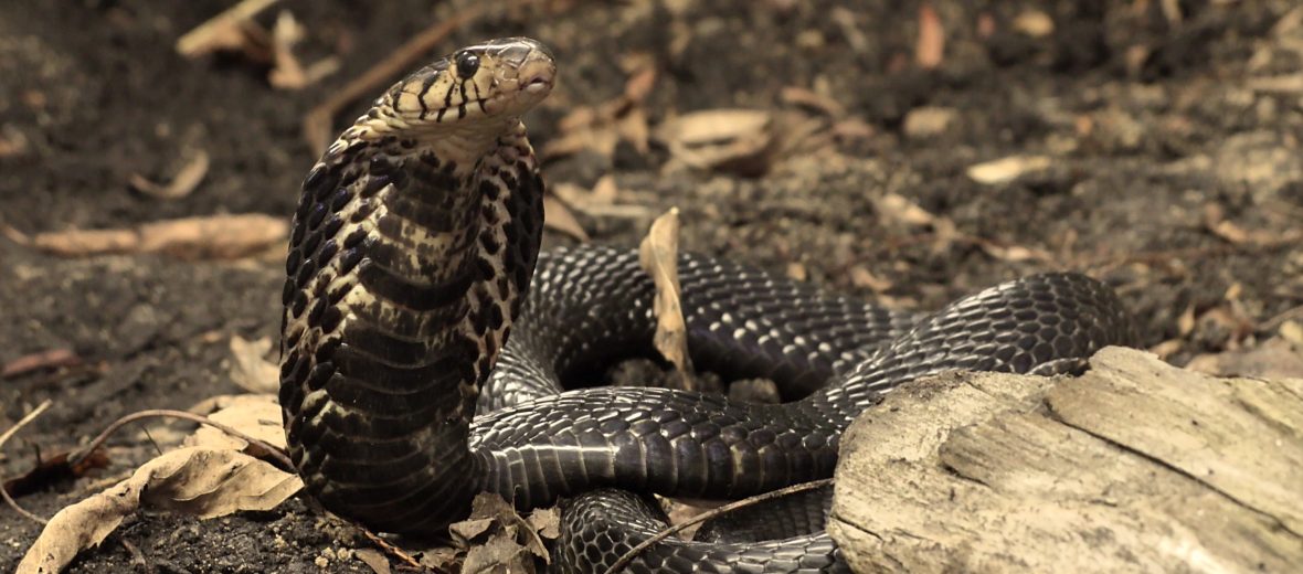 forest cobra