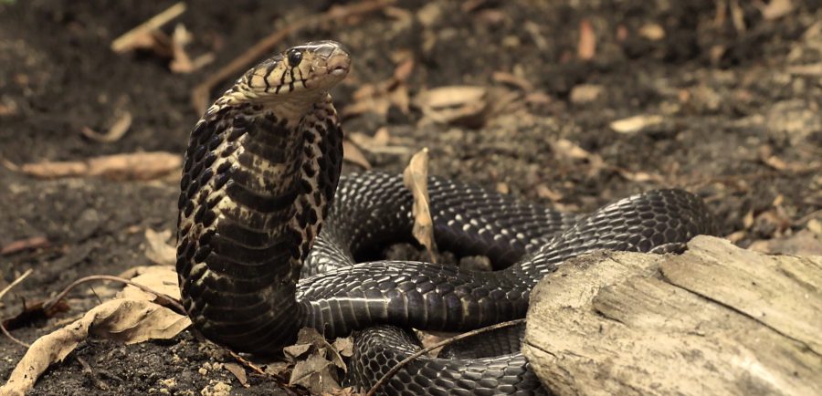 Venomous Black Forest Cobra through Google Glass 